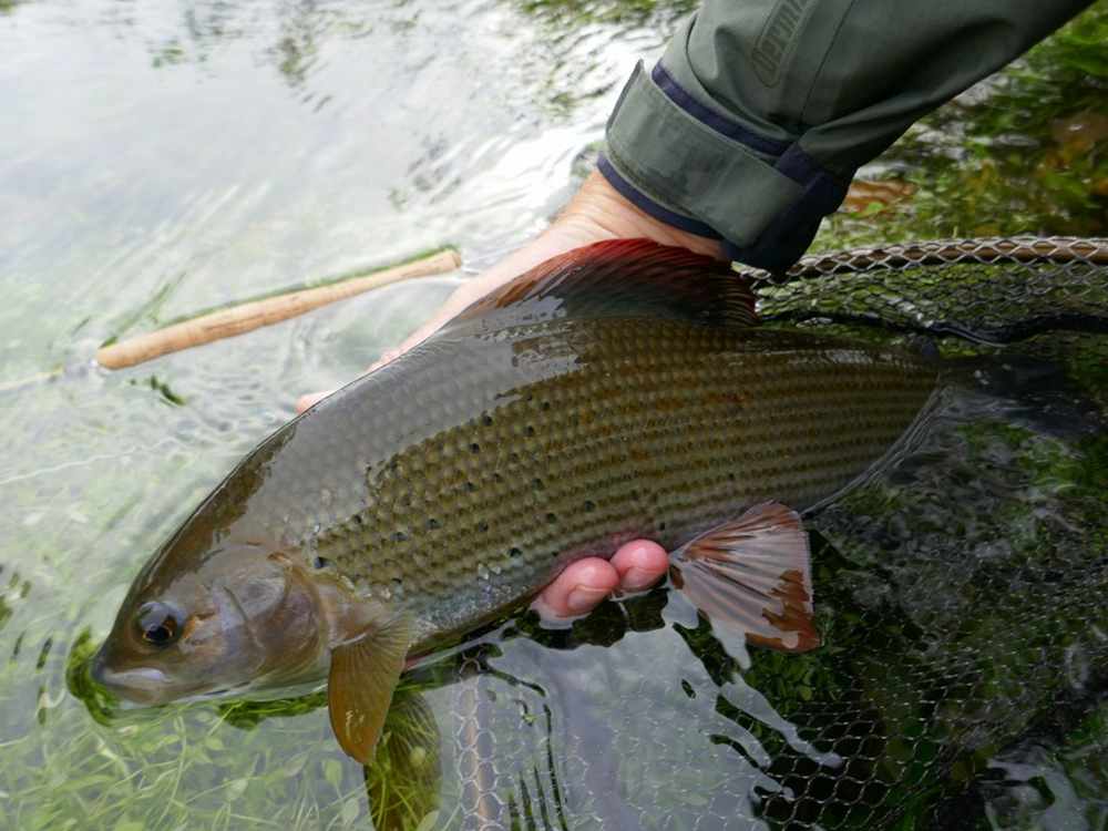 Get Ready For Grayling!